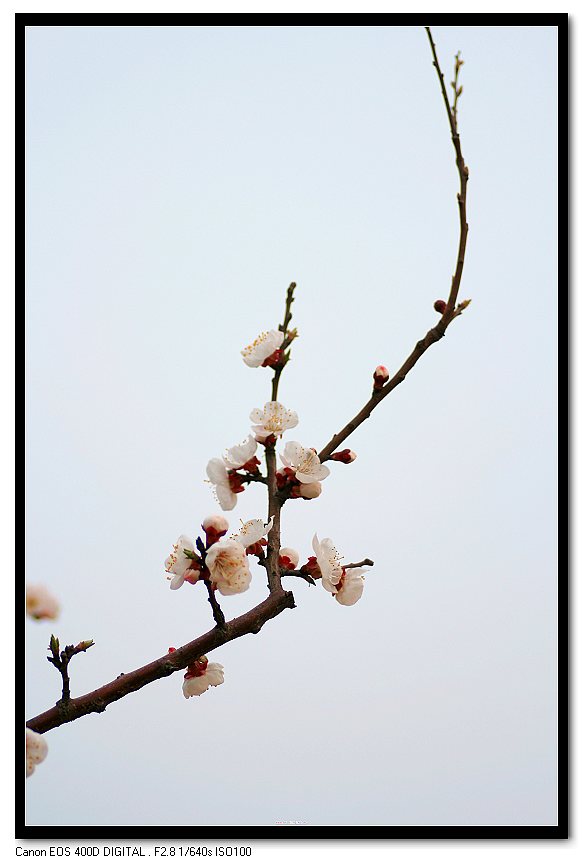 杏花春
