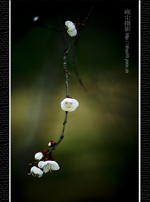 梨花香色