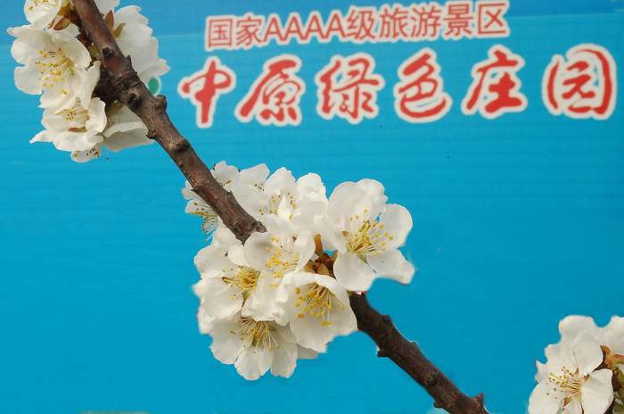 绿色庄园一瞬