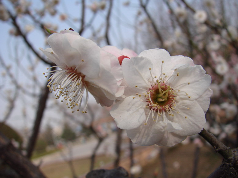 又是一年春来早