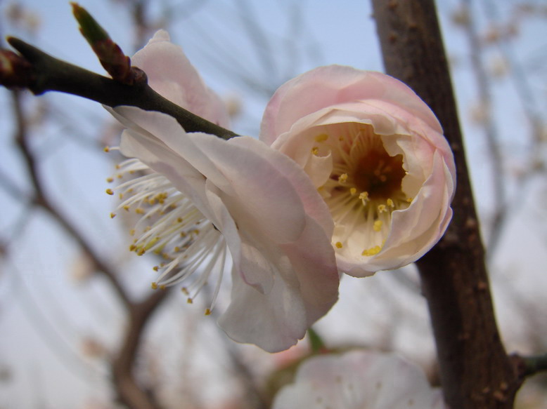 又是一年春来早
