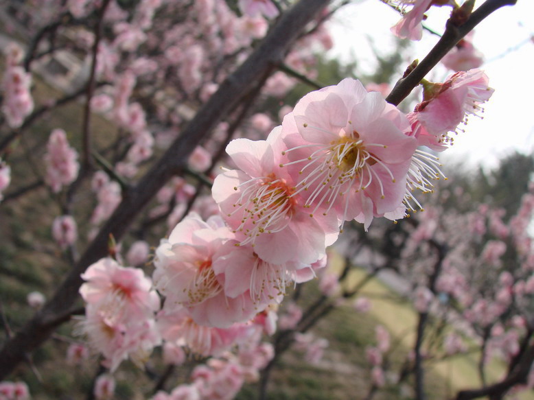 又是一年春来早