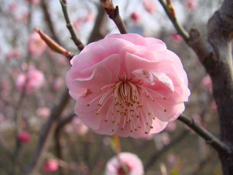 又是一年春来早