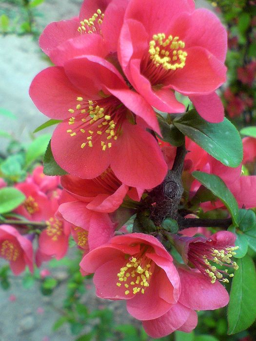 繁花似锦
