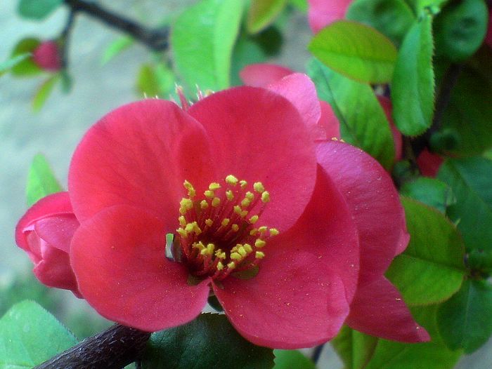 繁花似锦