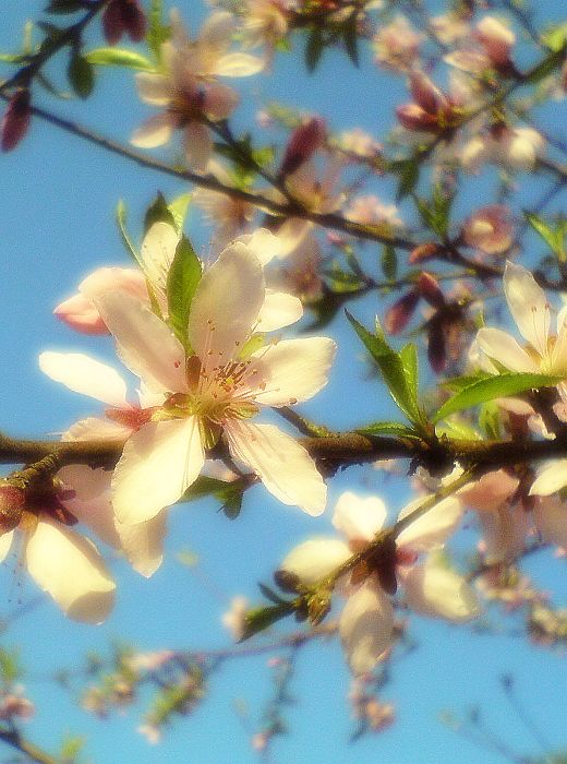 繁花似锦