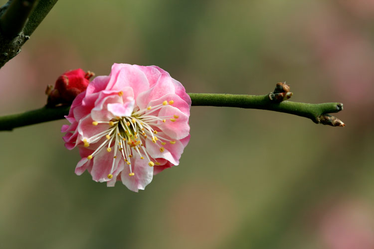 三月花开