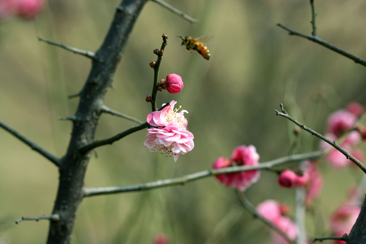 三月花开