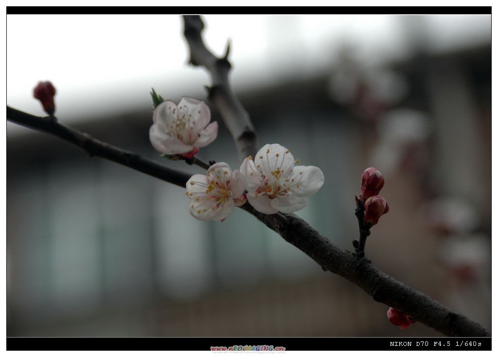春光明媚
