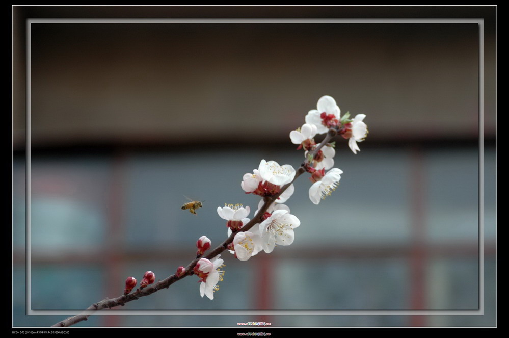 花香四溢