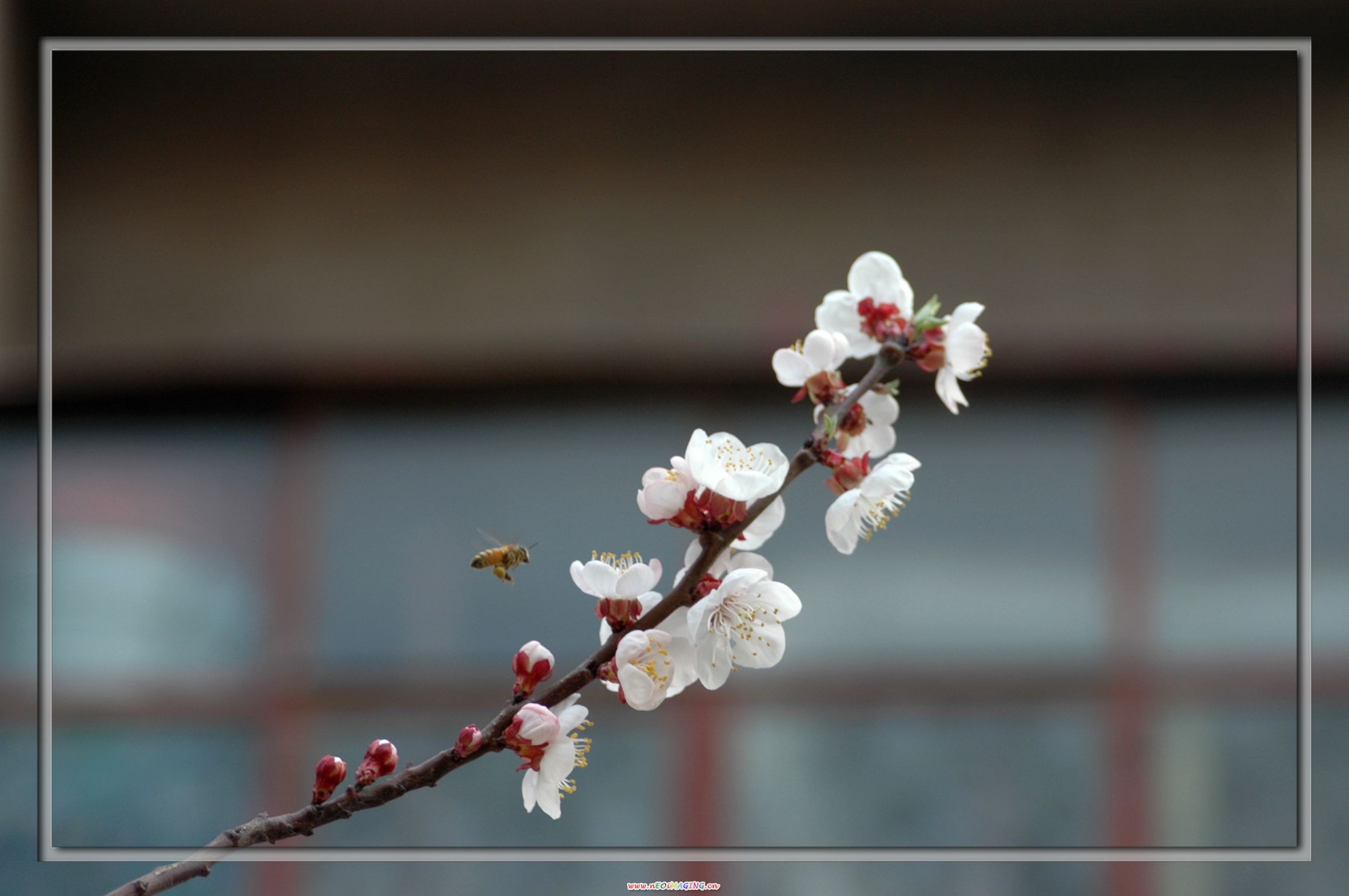 花香四溢
