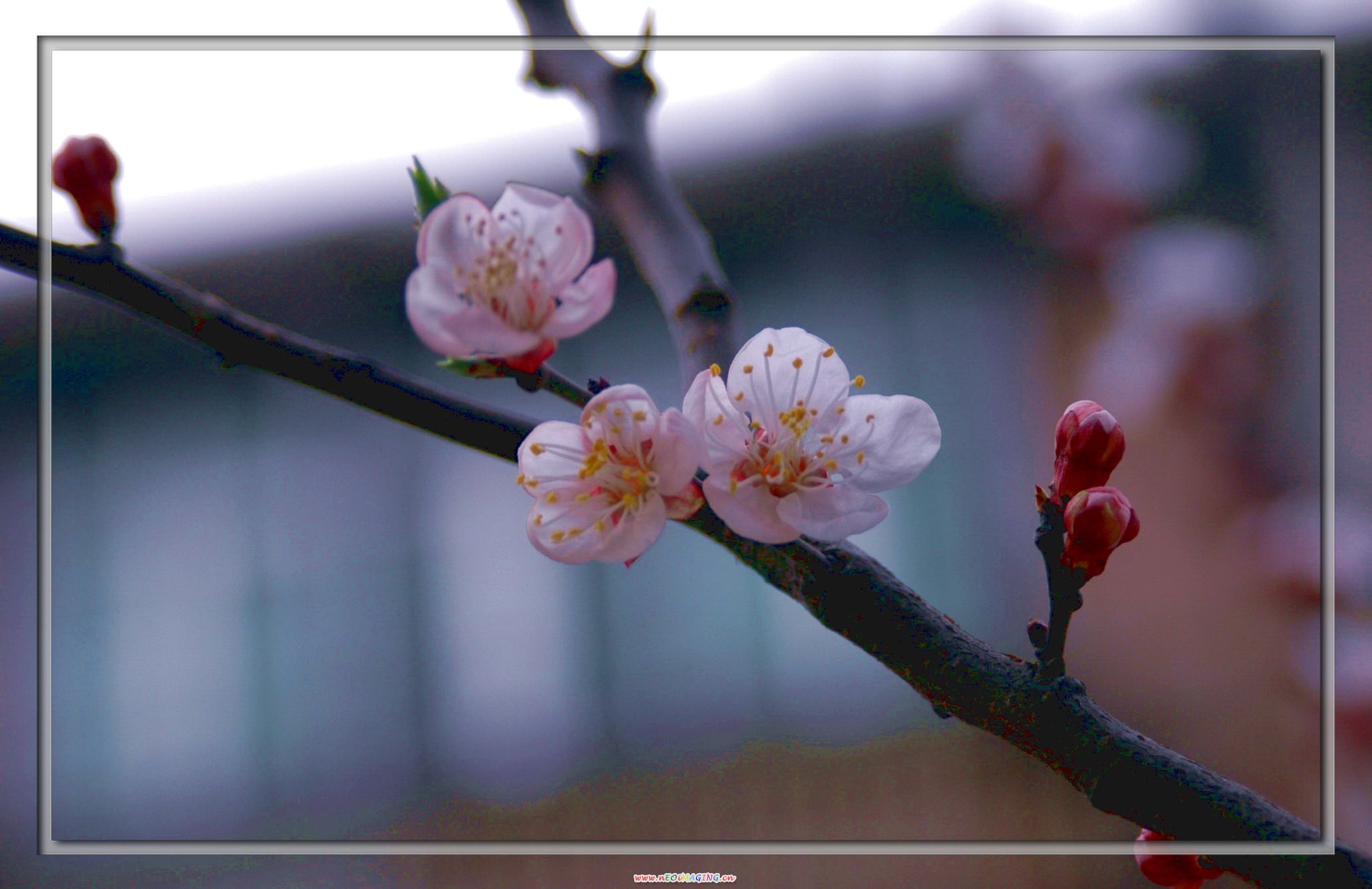 花香四溢