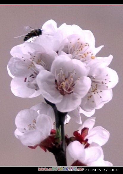 花香四溢