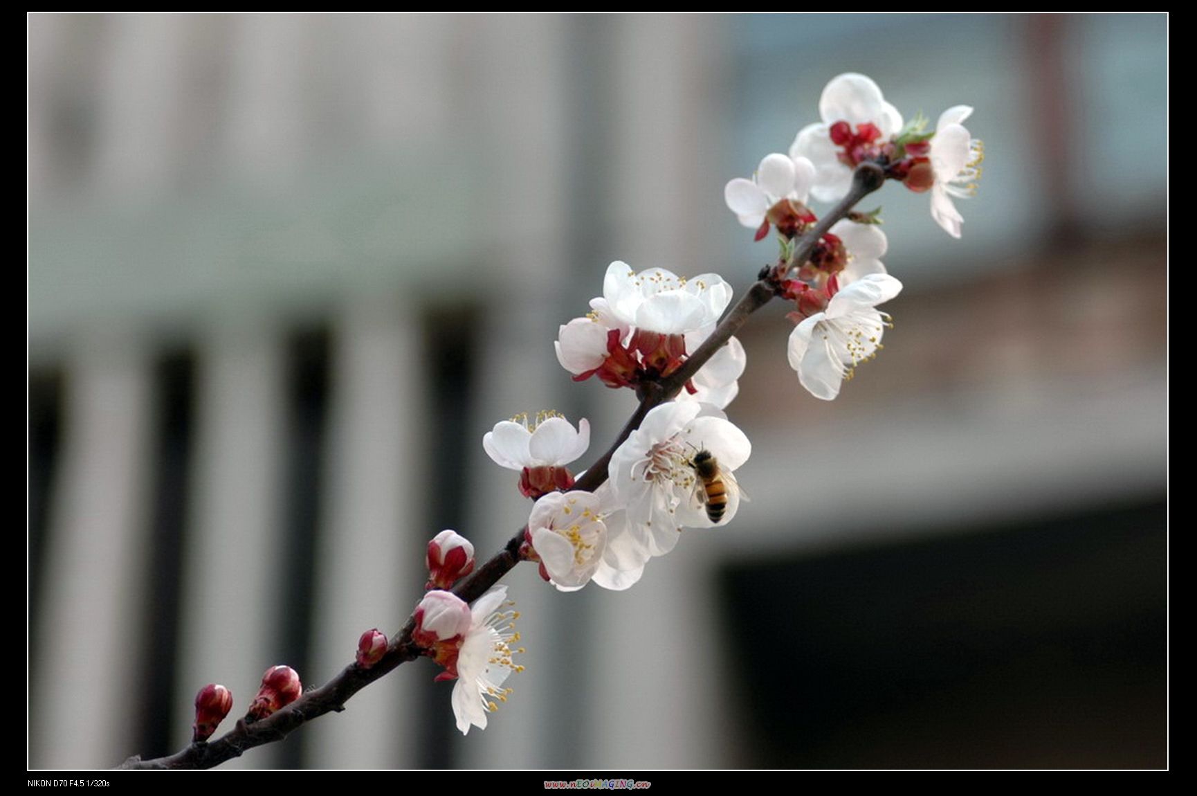 花香四溢