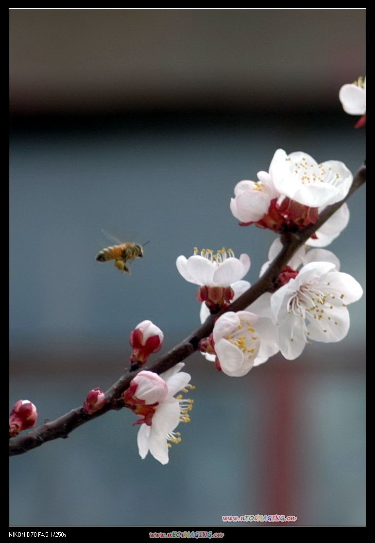 花香四溢