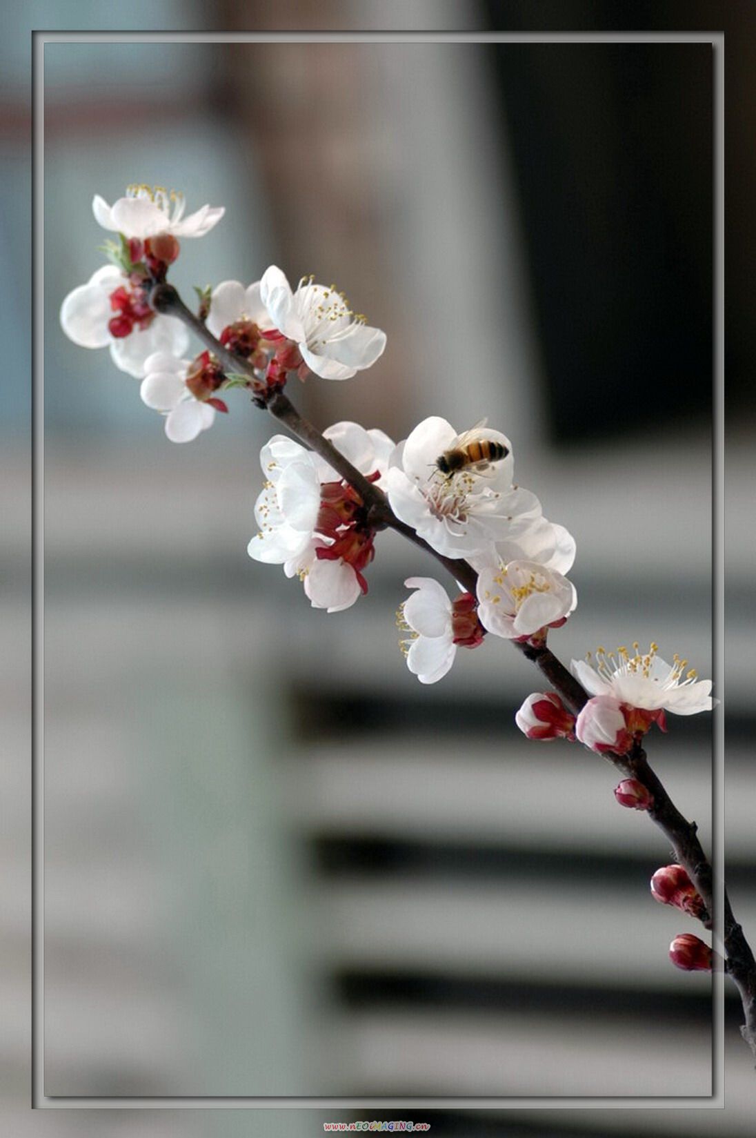 花香四溢