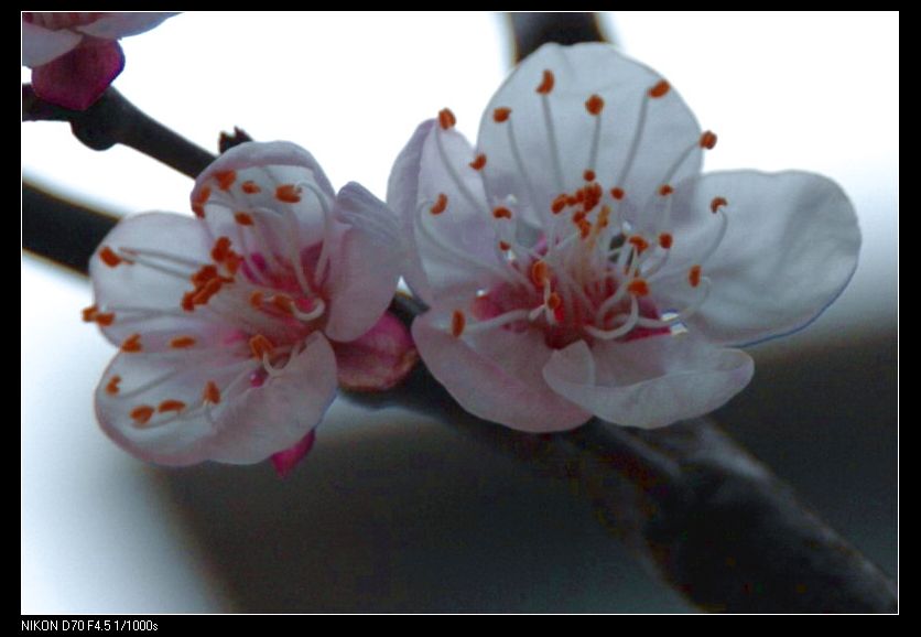 花香四溢