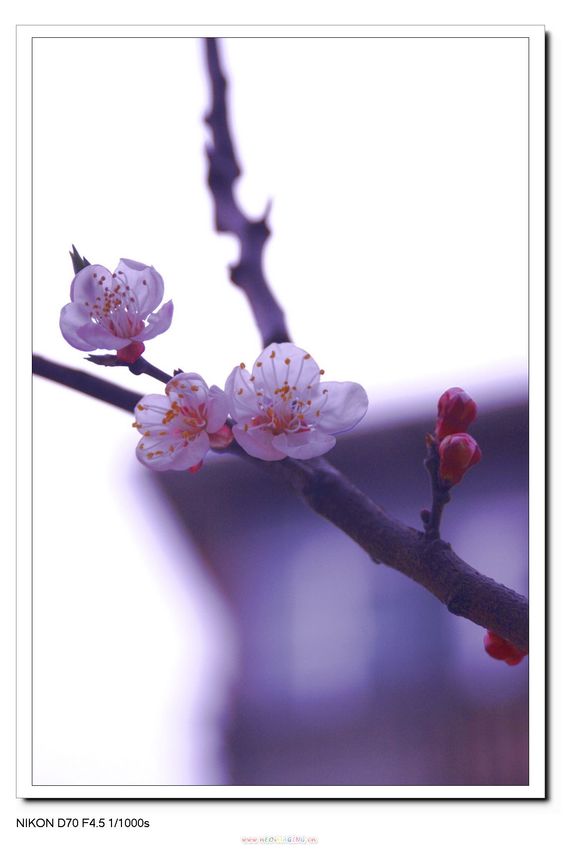 春光明媚
