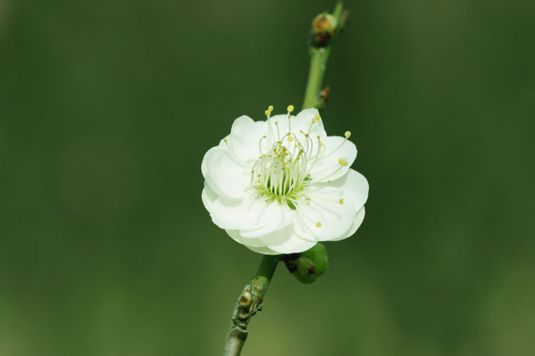 三月花开