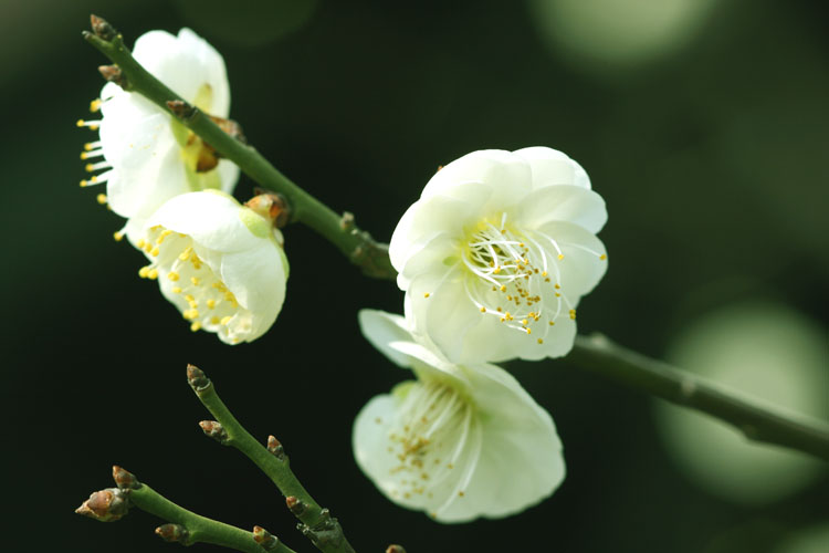 三月花开