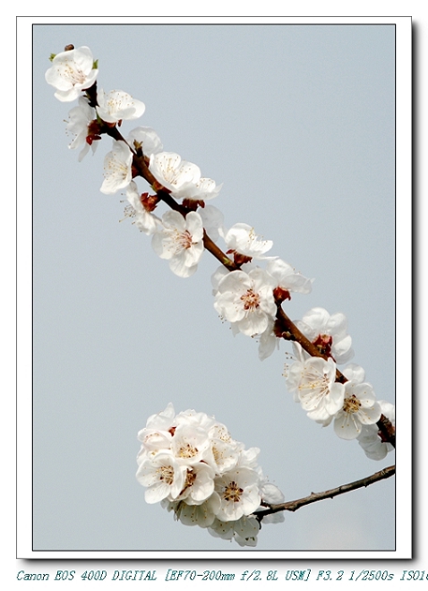 花开时节