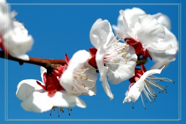 花开时节