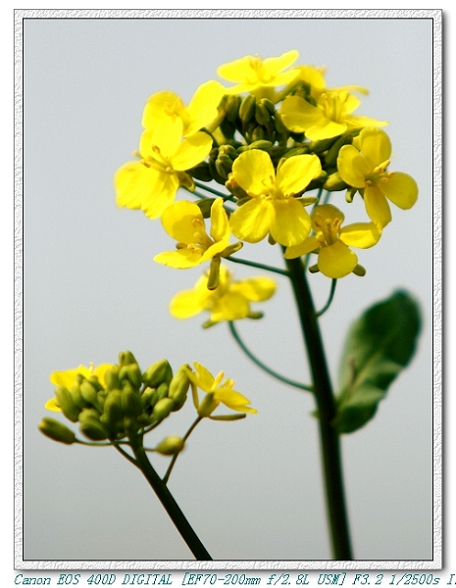 花开时节