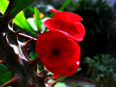 虎刺花
