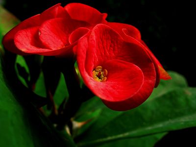 虎刺花