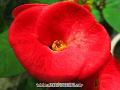 虎刺花