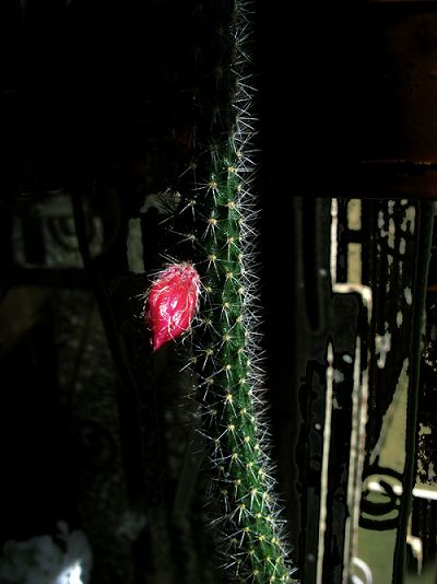 仙人指花
