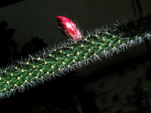 仙人指花