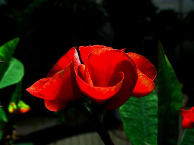 虎刺花