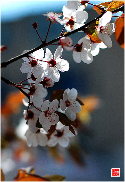 几枝小花~~~~~~