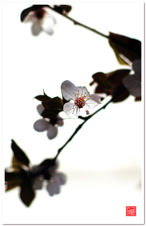 几枝小花~~~~~~