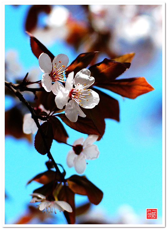 几枝小花~~~~~~