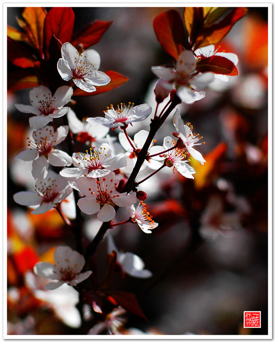几枝小花~~~~~~