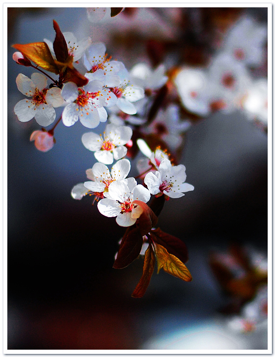 几枝小花~~~~~~