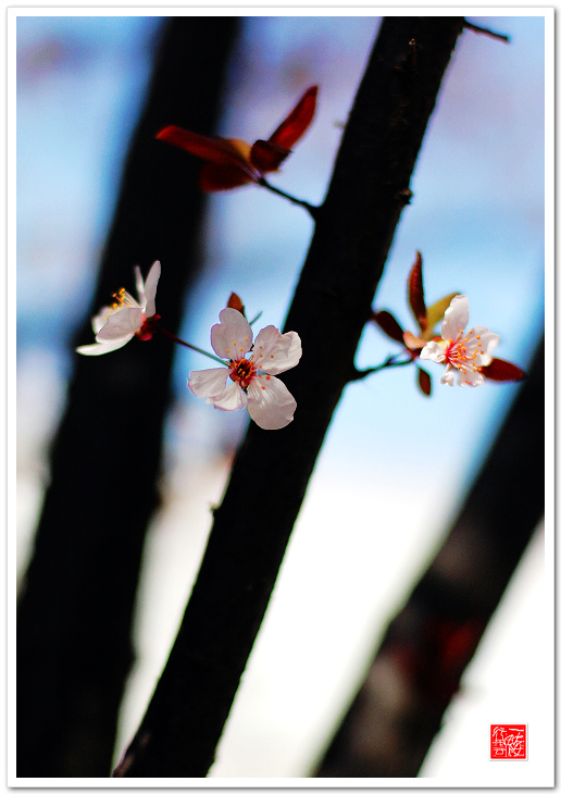 几枝小花~~~~~~