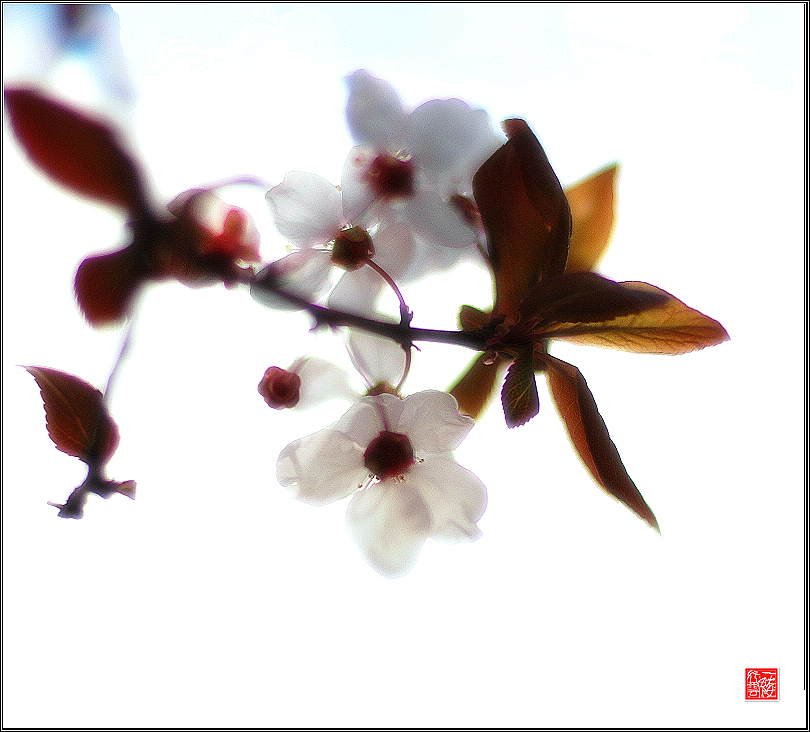 几枝小花~~~~~~