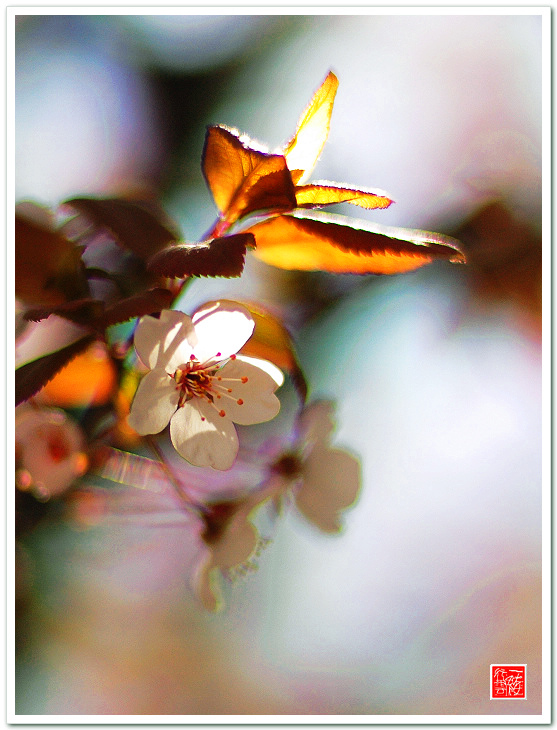 几枝小花~~~~~~