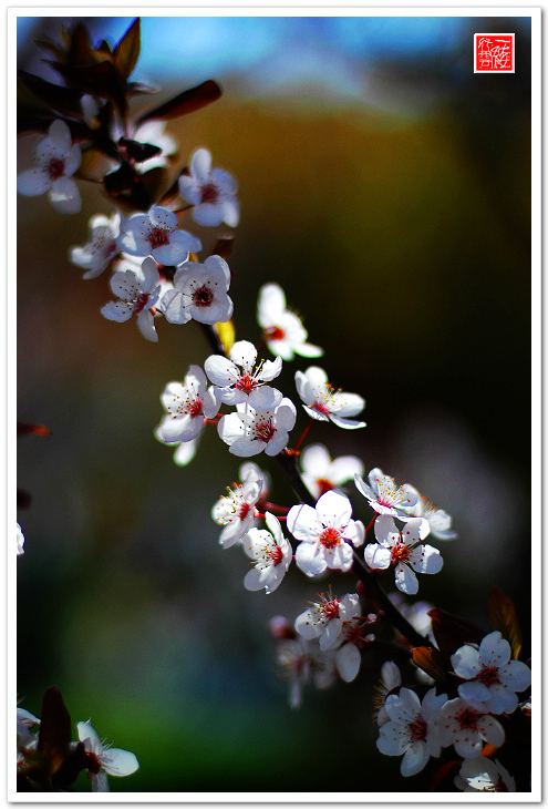 几枝小花~~~~~~