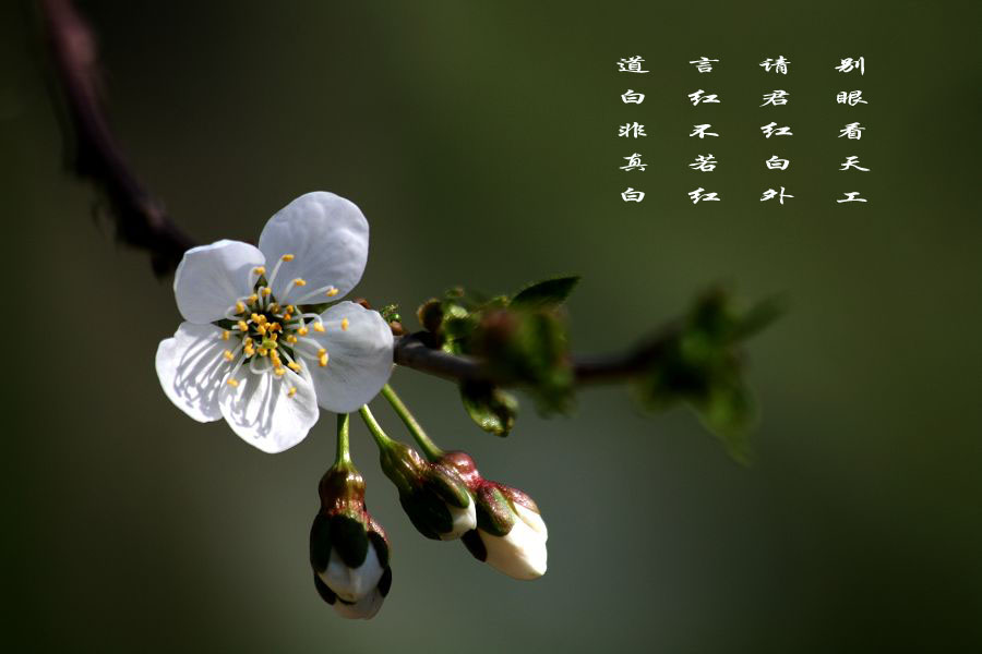 [原创]杏花