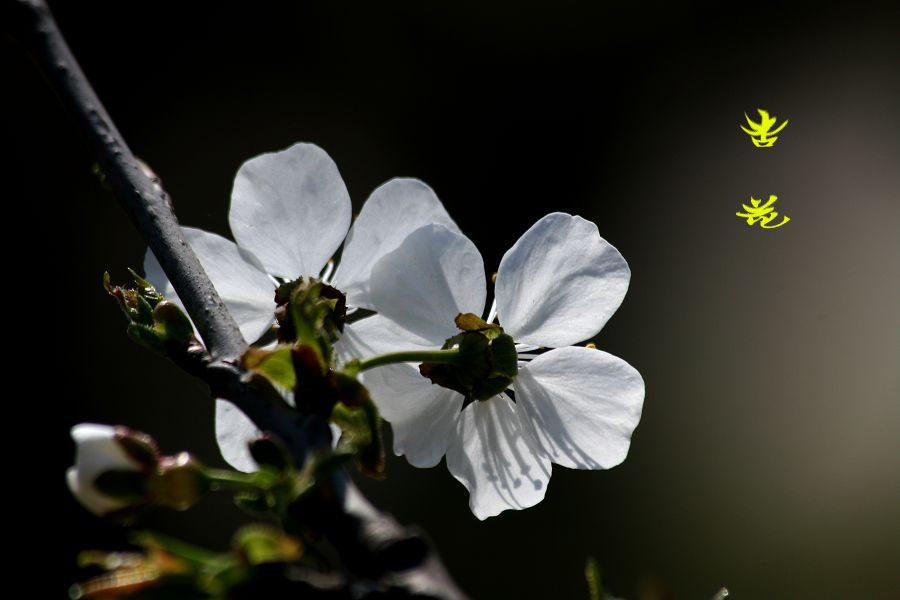 [原创]杏花