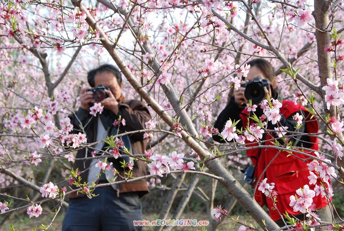 春暖花开走婺源花絮