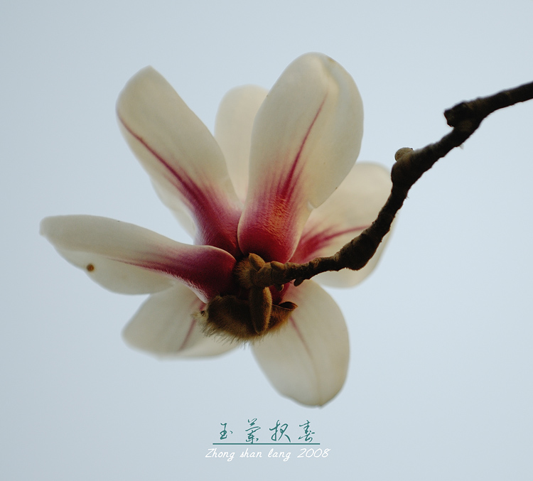 玉兰报春
