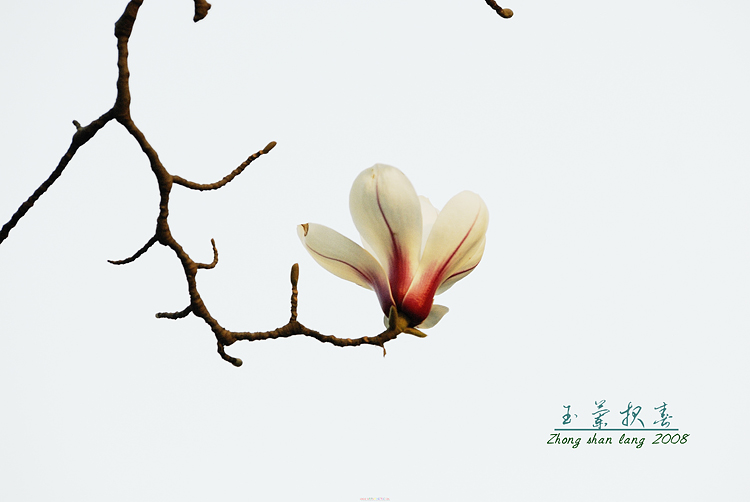 玉兰报春
