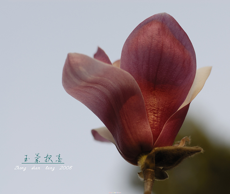玉兰报春