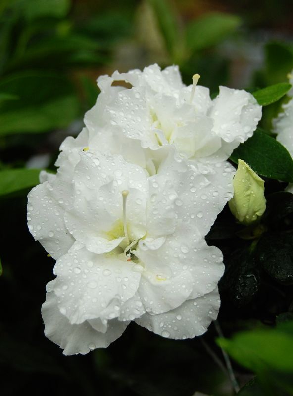 满园春色