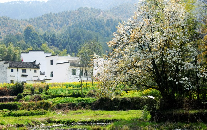 [原创]美丽的婺源
